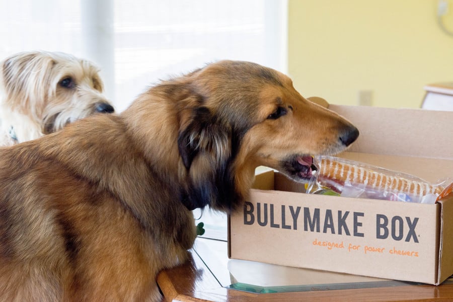 Bullymake Review: A Monthly Subscription Box for Ruff and Tuff Pups